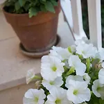 Dubravka 米利尼